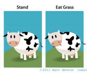 Pet Cow funny picture