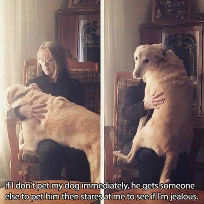 pet my dog funny picture