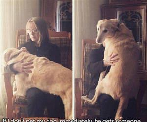 pet my dog funny picture