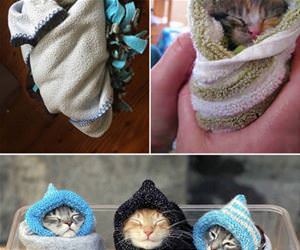 pets staying warm funny picture