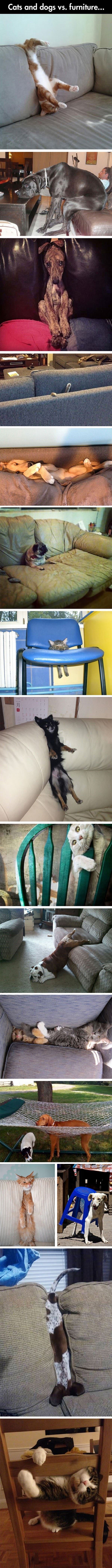 pets vs furniture funny picture