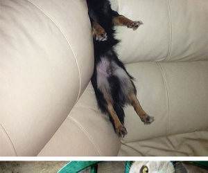 pets vs furniture funny picture