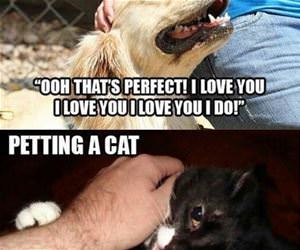 petting cats vs dogs funny picture