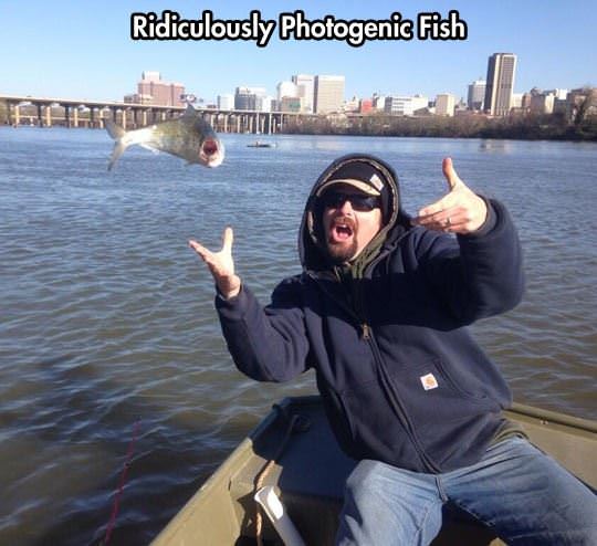 photogenic fish funny picture