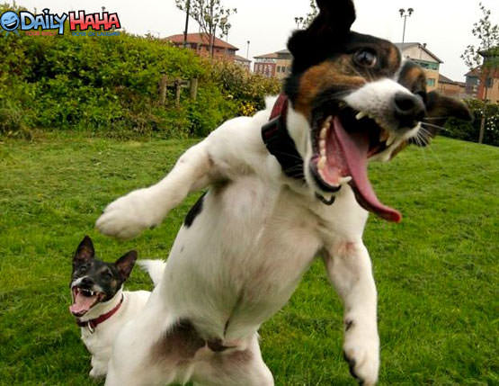 Psycho Crazy Insane Dogs