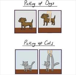picking up dogs and cats