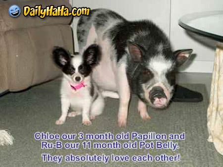 Pig and Dog