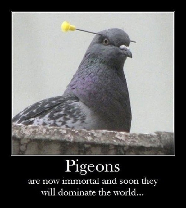 Pigeons funny picture