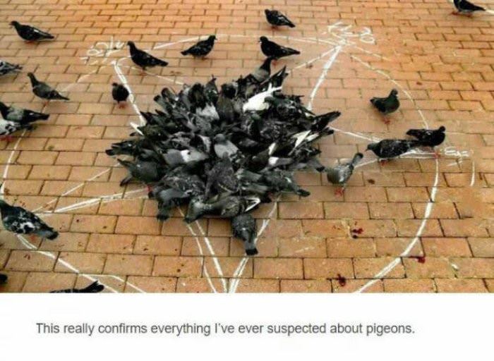 pigeons funny picture
