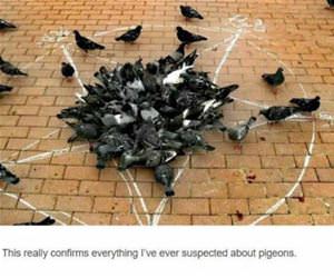 pigeons funny picture