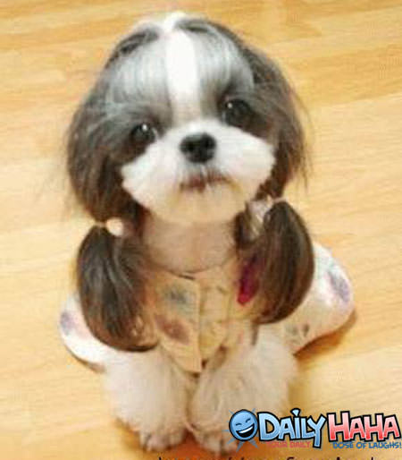 Pigtails Puppy picture