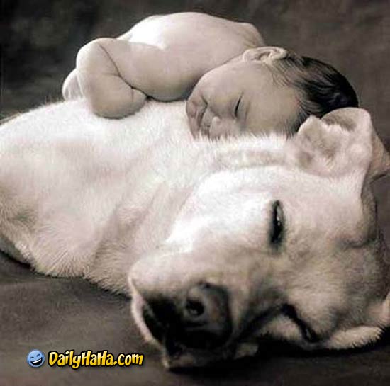 Dog Pillow