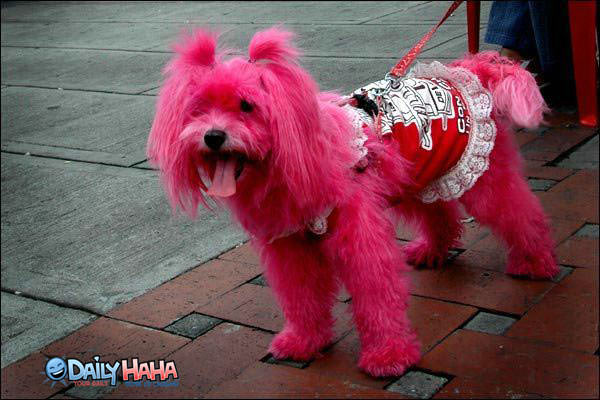 Pink Dyed Dog