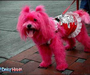 Pink Dyed Dog