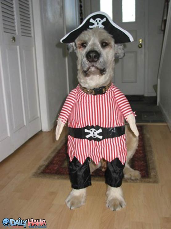 The Pirate Dog