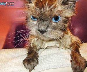 Pissed off Wet Cat