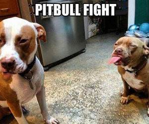 How Pitbulls Fight funny picture