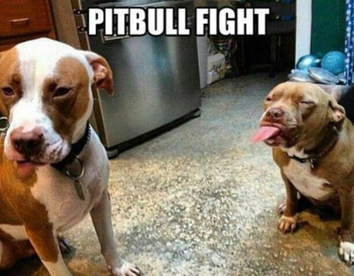 pitbull fight funny picture