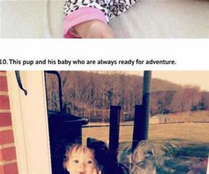 pitbulls who love babies funny picture