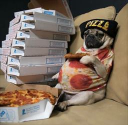 pizza pug and chill