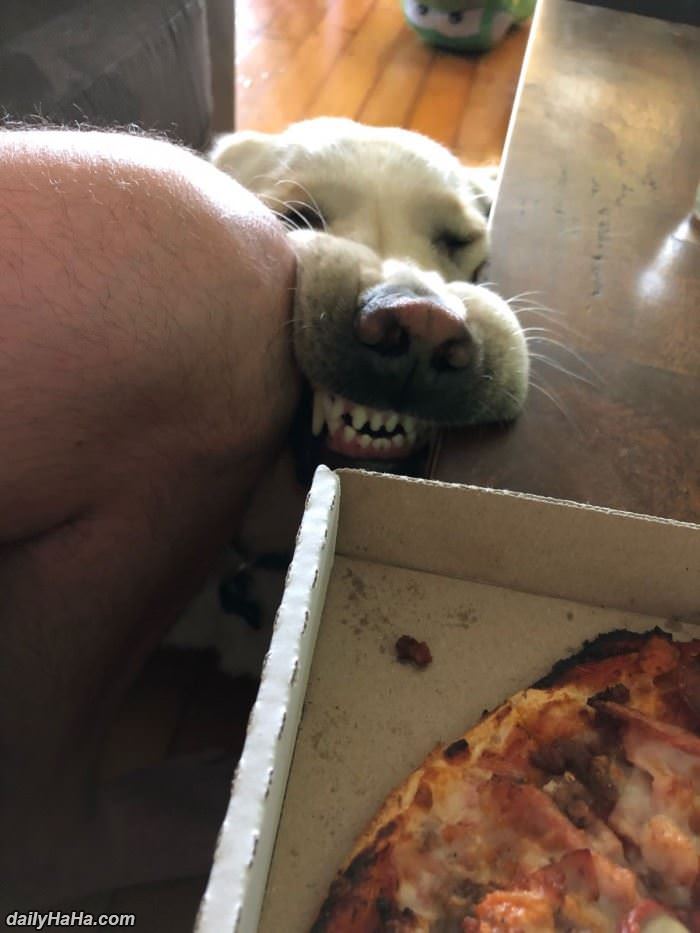 pizza please funny picture