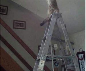 places for cats funny picture