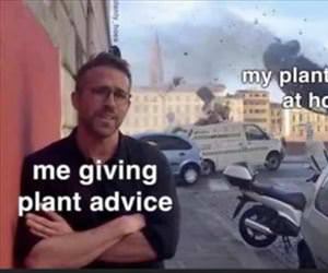 plant advice