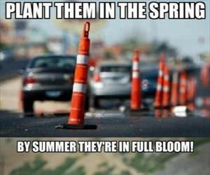 plant them in the spring