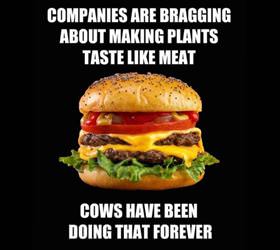 plants taste like meat