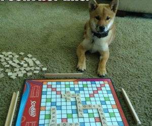 play with the puppy more funny picture