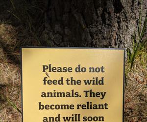 please do not feed them