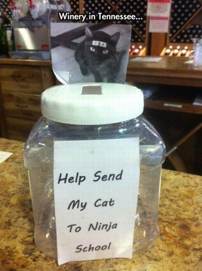 please help my cat