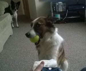 please its time to play funny picture