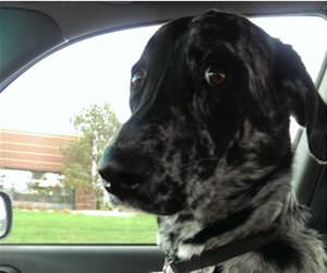 please stop singing funny picture