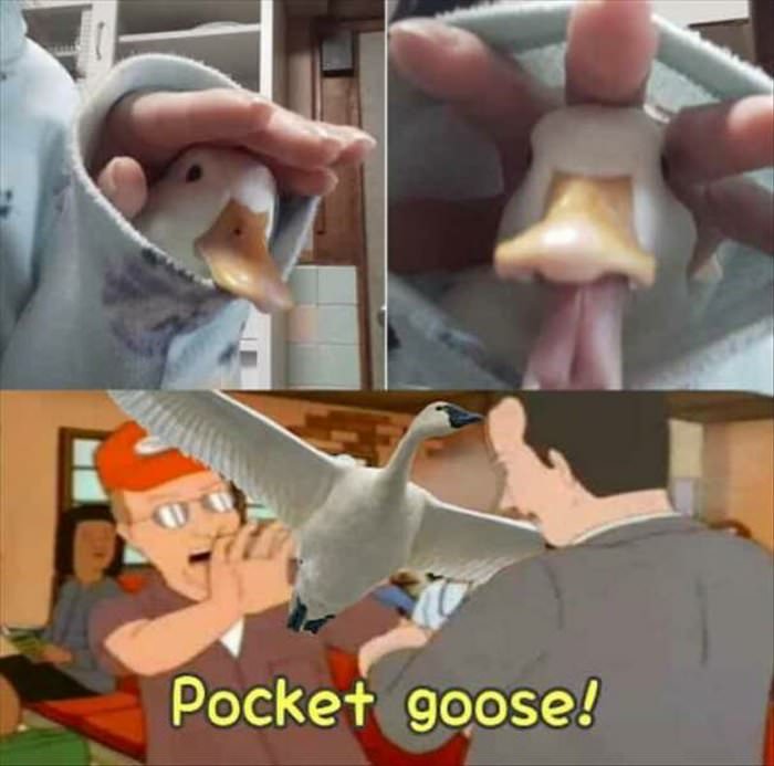 pocket goose