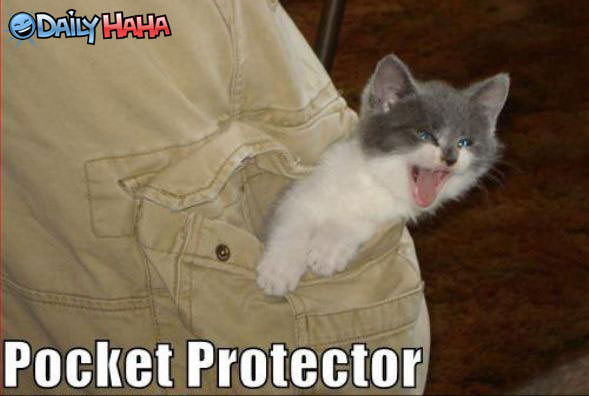 Pocket Protector Cat