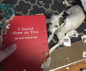 poems by dogs funny picture