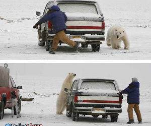 Polar Bear Games