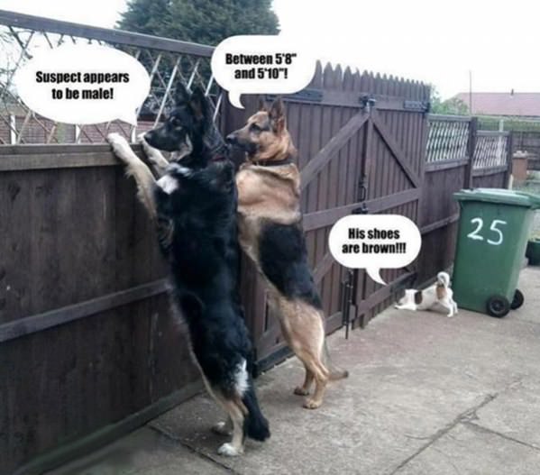 Police Dogs funny picture