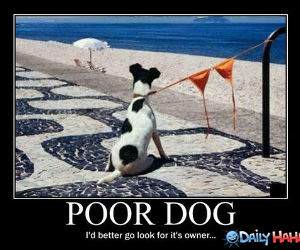 Poor Dog funny picture
