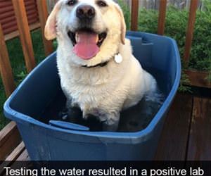 positive lab result funny picture