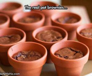 pot brownies funny picture