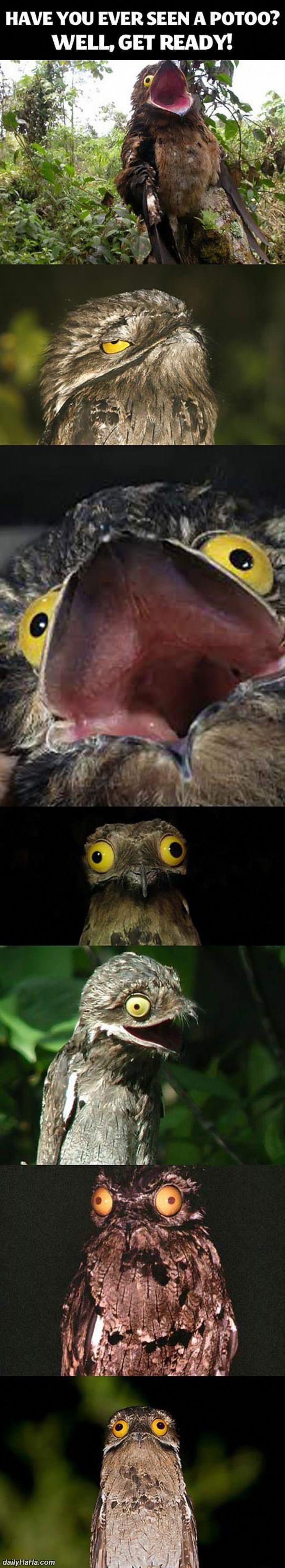 potoo funny picture