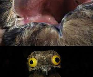 potoo funny picture