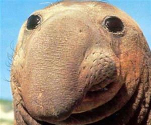 pre surgery kardashian photo funny picture