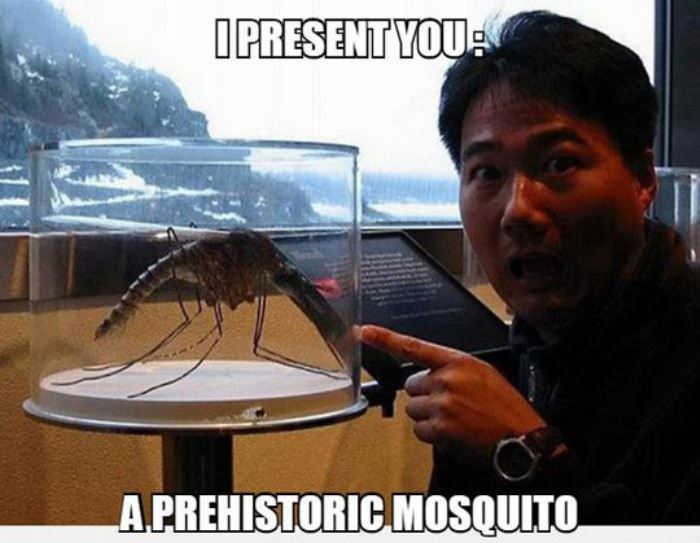 prehistoric mosquito funny picture