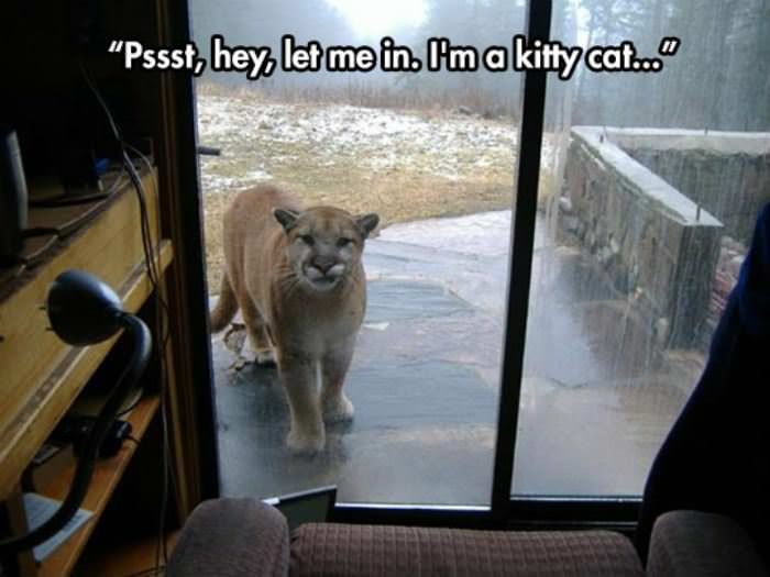 psst let me in funny picture