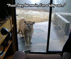 psst let me in funny picture