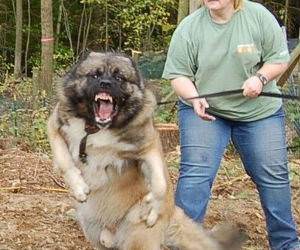 Psycho Dog funny picture