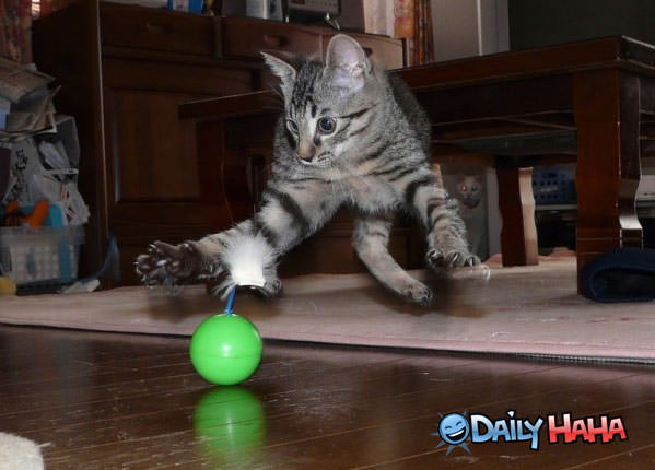 Psycho Cats Toy Funny Pic